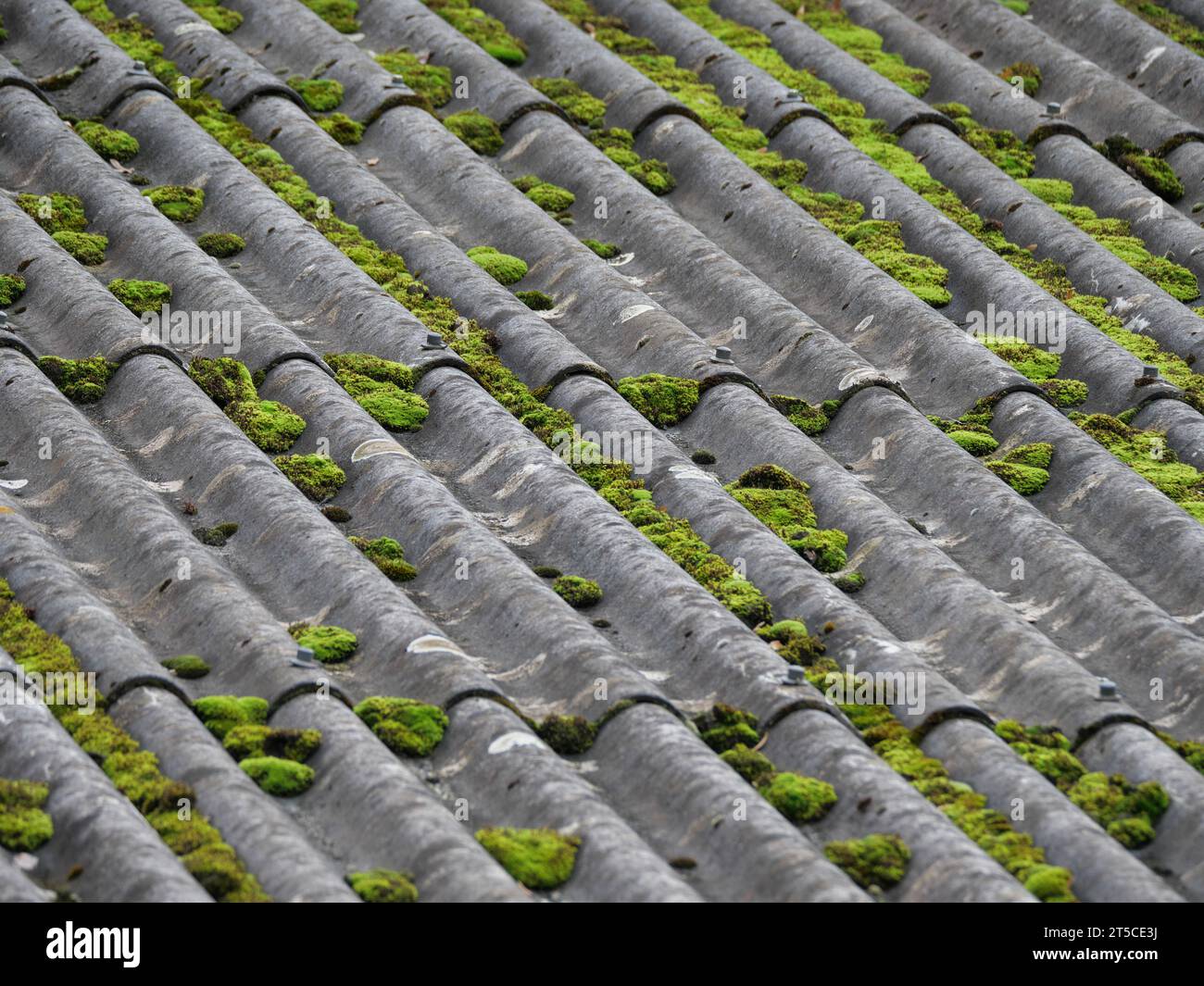 Green moss cushion growing on a roof made of gray corrugated asbestos sheets Stock Photo