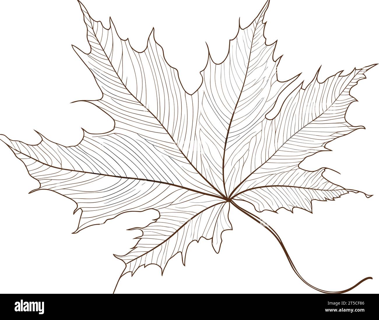 Drawing of Maple leaf. Linear and silhouette illustration separated, sweeping overdrawn lines. Stock Vector