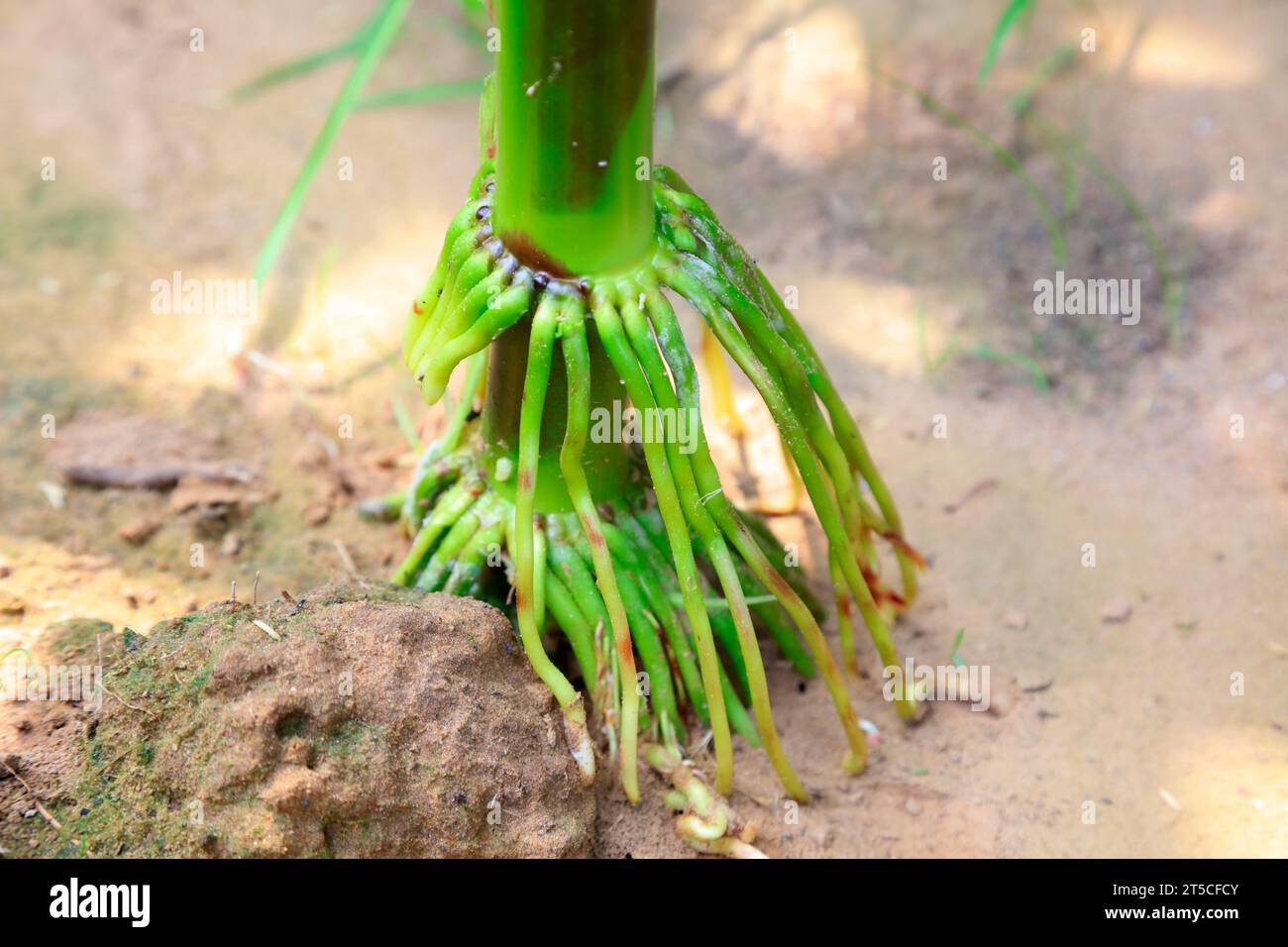 Corn root system Stock Photo - Alamy