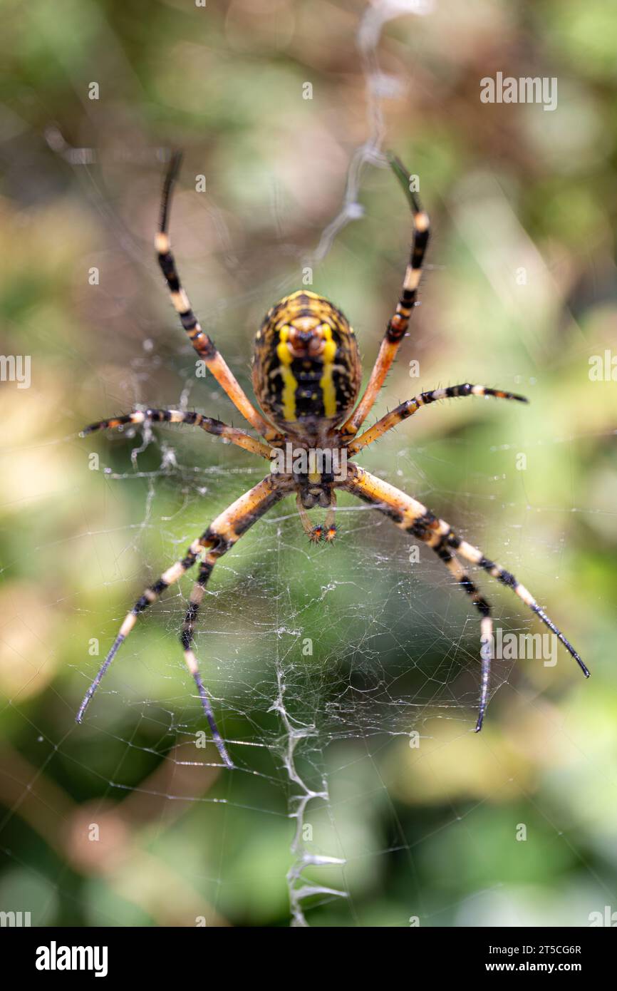 Macro of a huge wasp spider standing in the center of her web Stock Photo