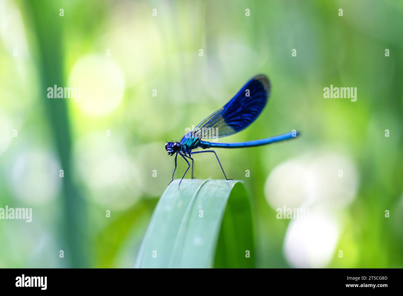 Blue dragonfly on a leaf on a blurred green background. Minimal photo ...