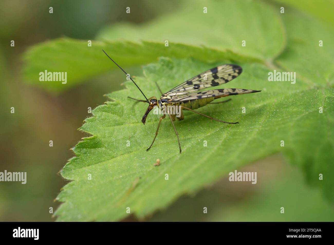 Natural closeup on a German scorpionfly, Panorpa germanica sitting on a green leaf Stock Photo