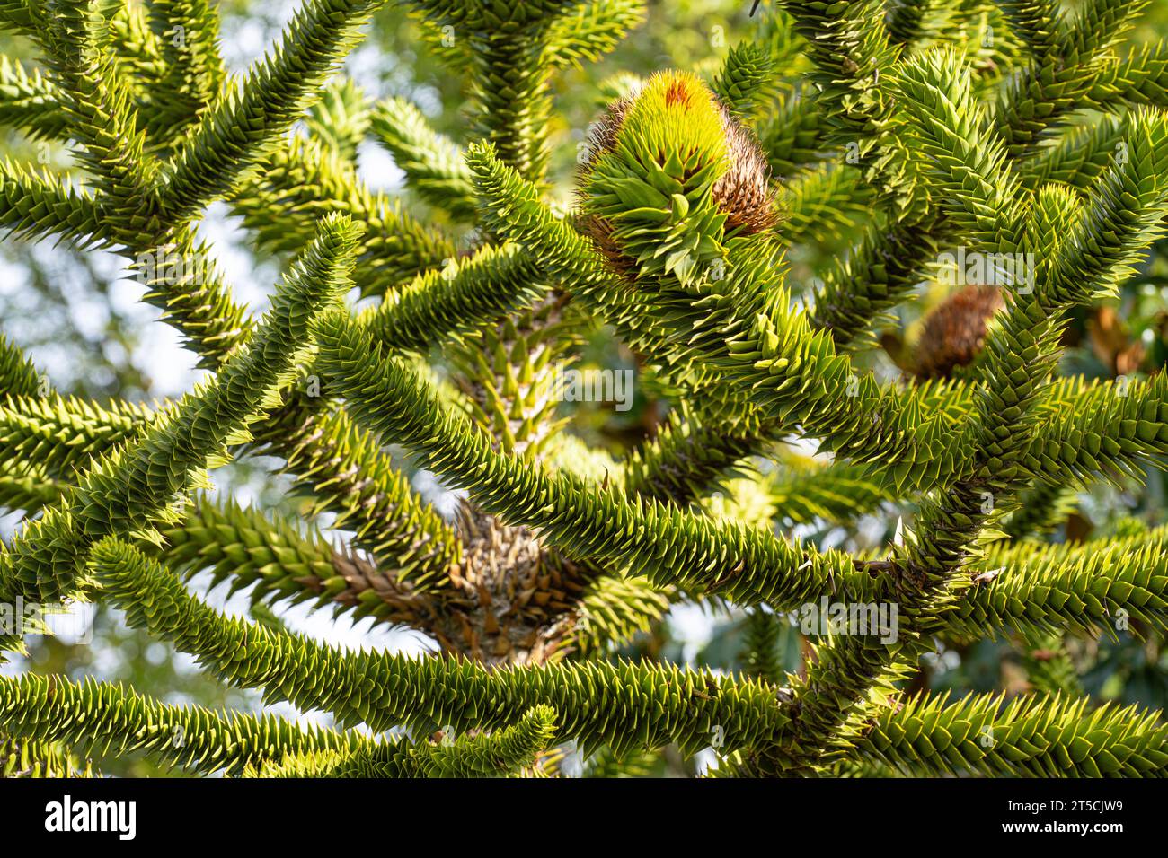 detail of the Araucaria araucana branches Stock Photo
