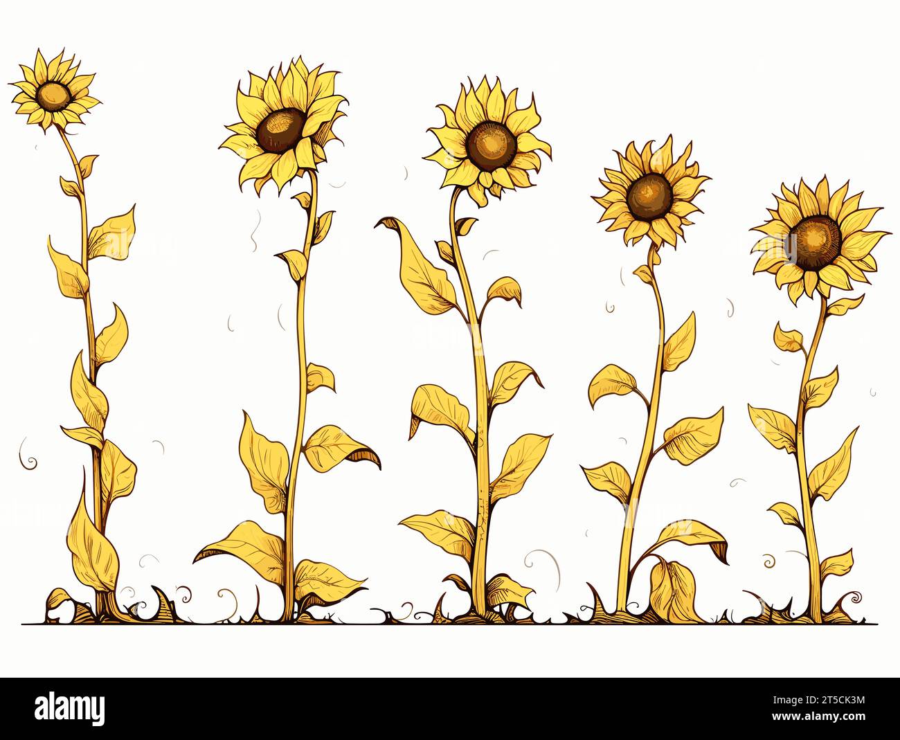 Drawing of Sunflowers - stages of growth illustration separated, sweeping overdrawn lines. Stock Vector