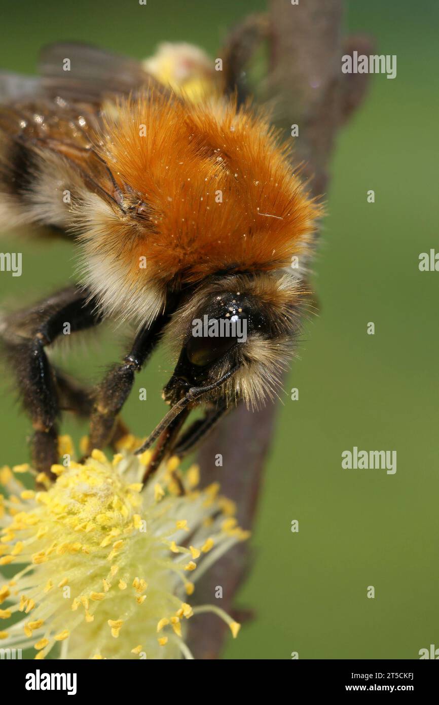 Natural vertical closeup on a European common brown banded bumblebee, Bombus pascuorum on yellow Willow pollen Stock Photo