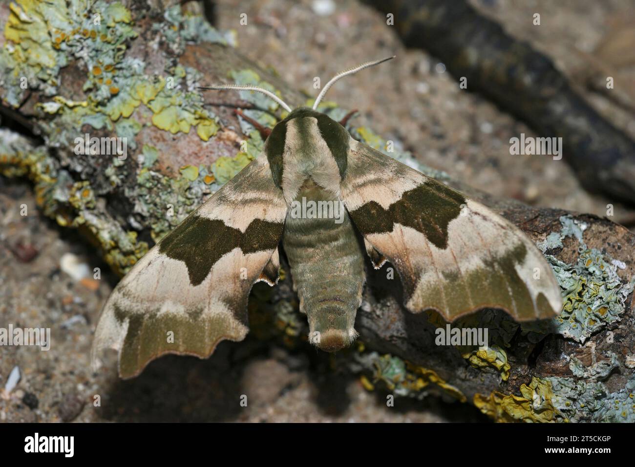 Natural detailed closeup on the Lime Hawk-moth, Mimas tiliae sitting with open wings on wood Stock Photo