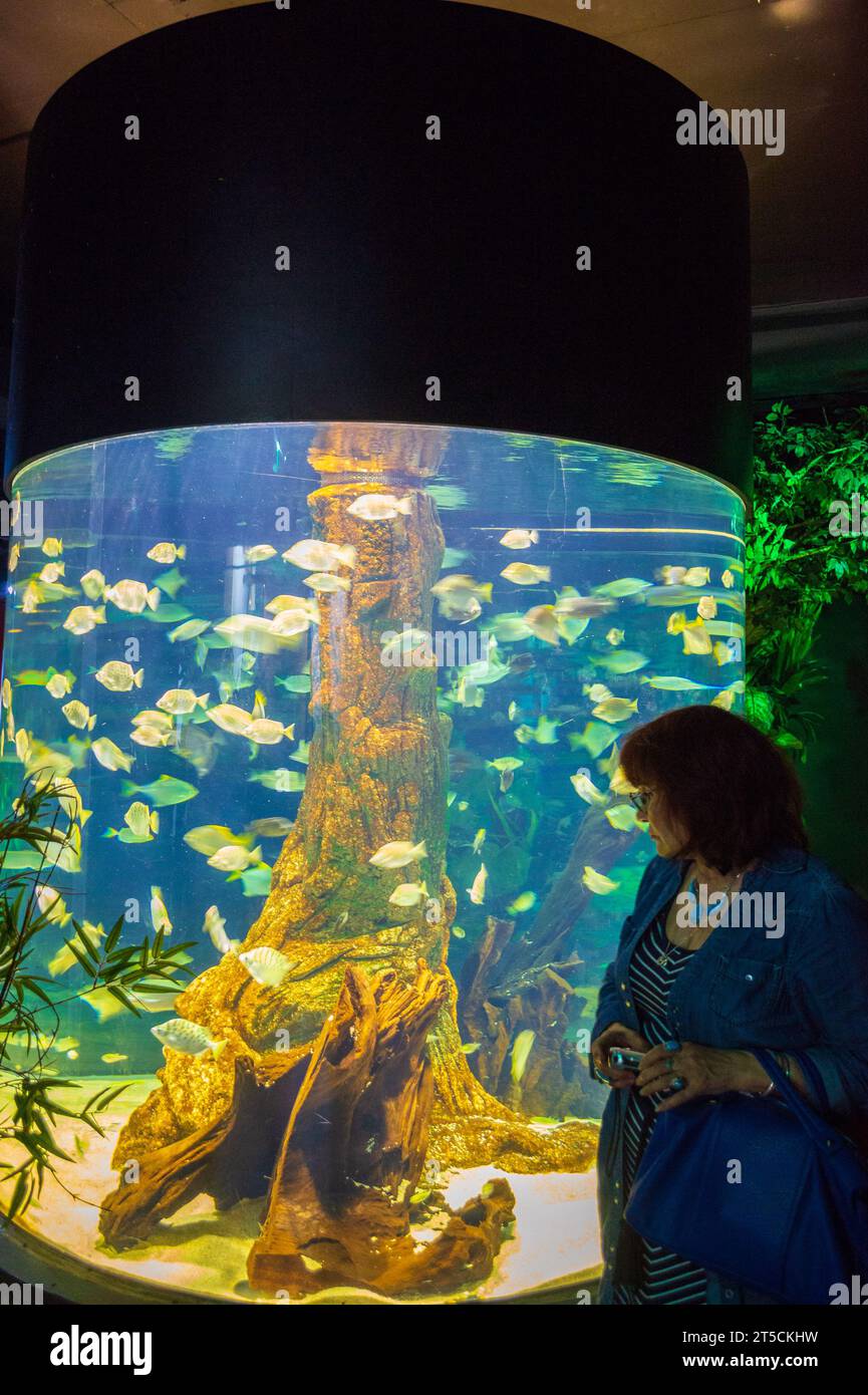 Mature tourist woman enjoying the marine life in a tank of SeaLife aquarium,Istanbul cit.The TurkuaZoo -first public aquarium in Turkey Stock Photo