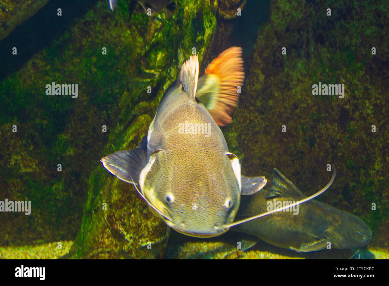 The redtail catfish, Phractocephalus hemioliopterus, is a pimelodid