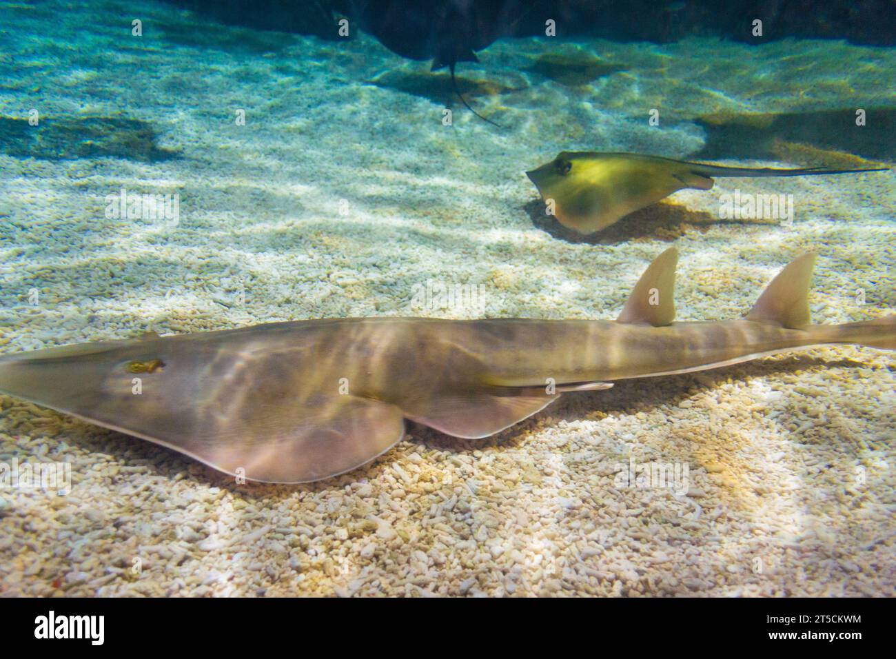 The guitarfish on sea bottom.they also referred to as shovelnose rays, are a family, Rhinobatidae, of rays. Stock Photo