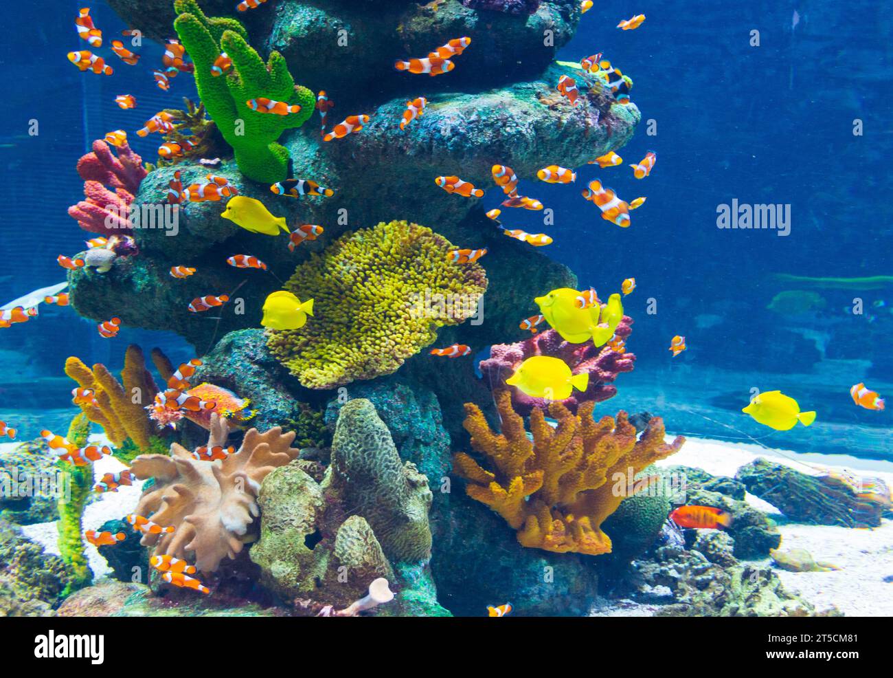 Tropical sea corals and clown fish (Amphiprion percula) in marine aquarium.The TurkuaZoo also called Sealife Istanbul, Turkey was the first public aqu Stock Photo
