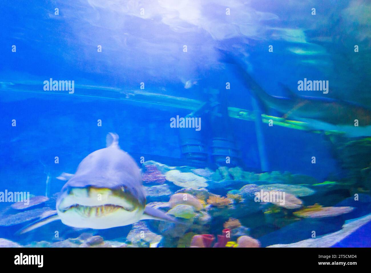 Mekong giant catfish is a large, threatened species of catfish in the