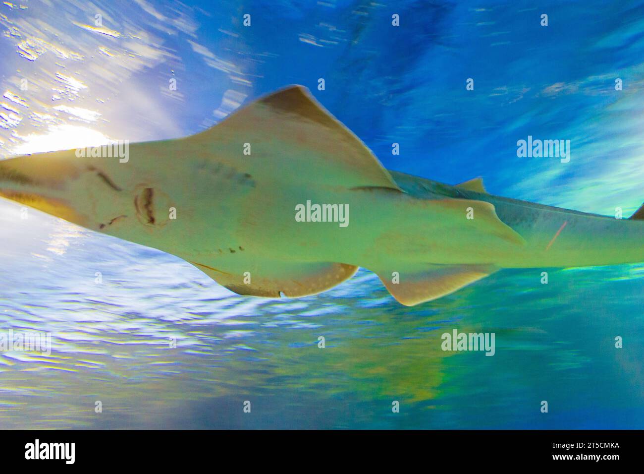 Rhinobatos productus ventral view underwater image with bright light above Stock Photo