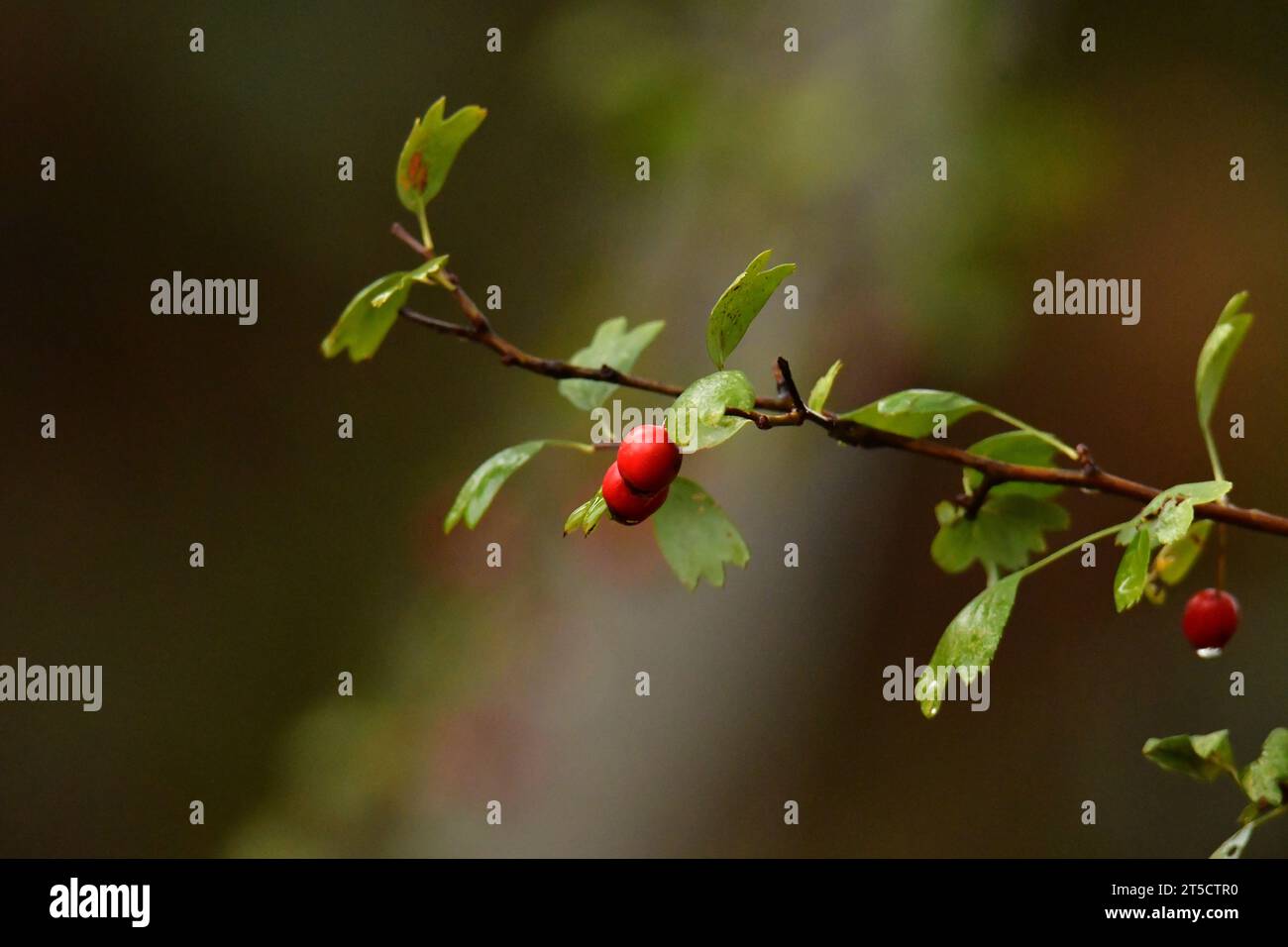 The hawthorn plant, a bush from mediterranean areas, with a red fruit wich grows in autum. Stock Photo