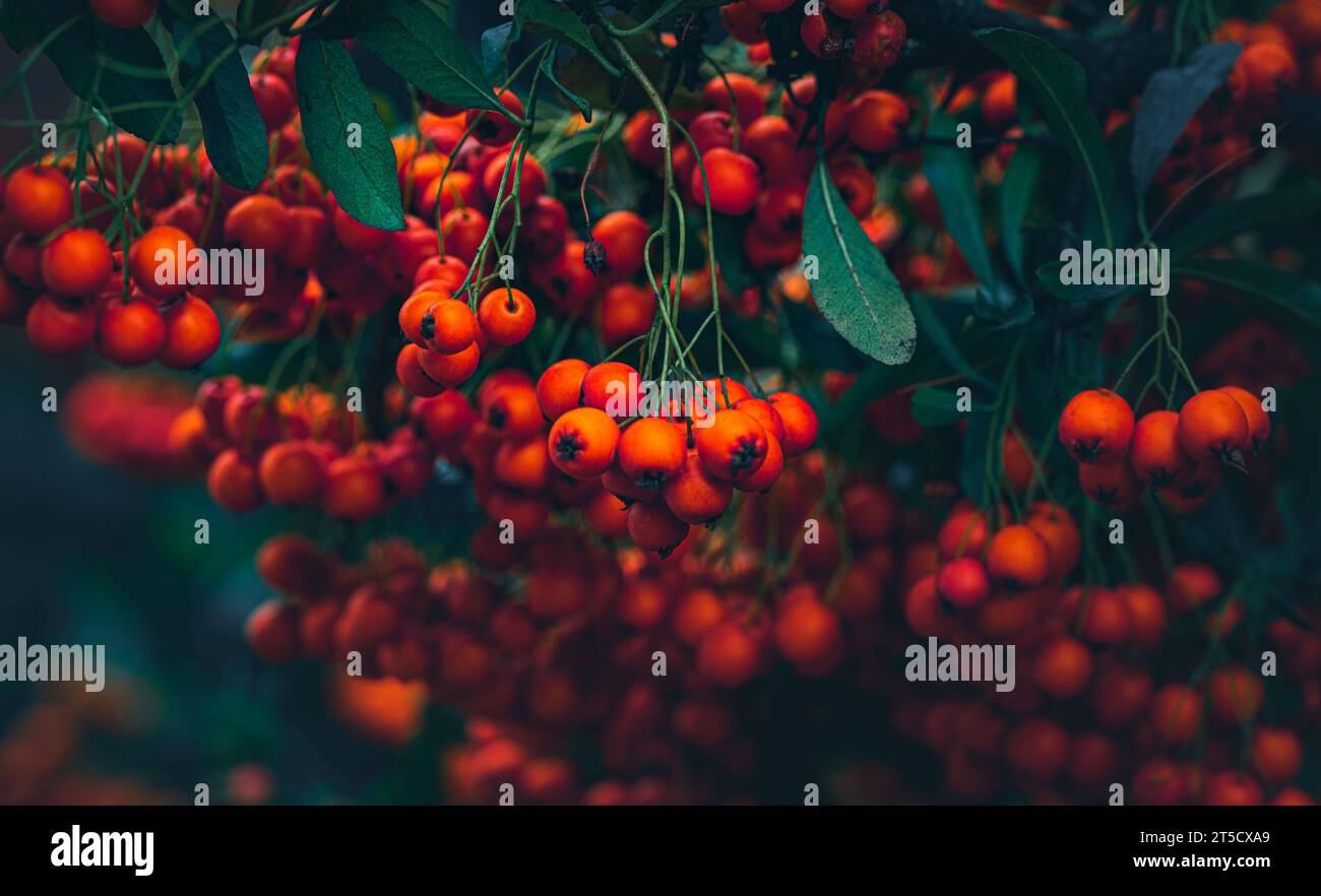 Red Berries Hanging from Green Leaves Stock Photo