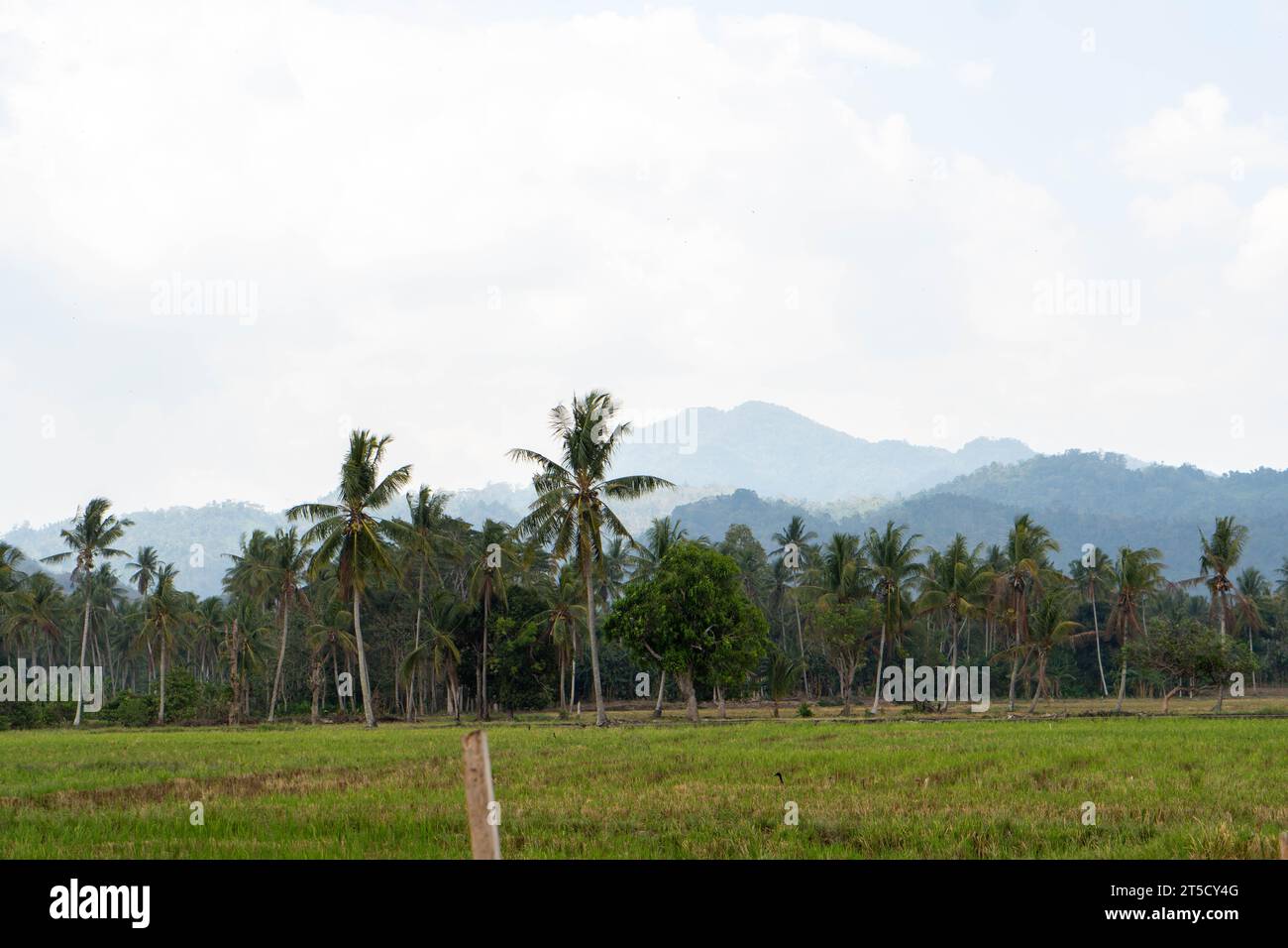Landscape Beautiful rural nature, rice fields, trees and mountains in ...