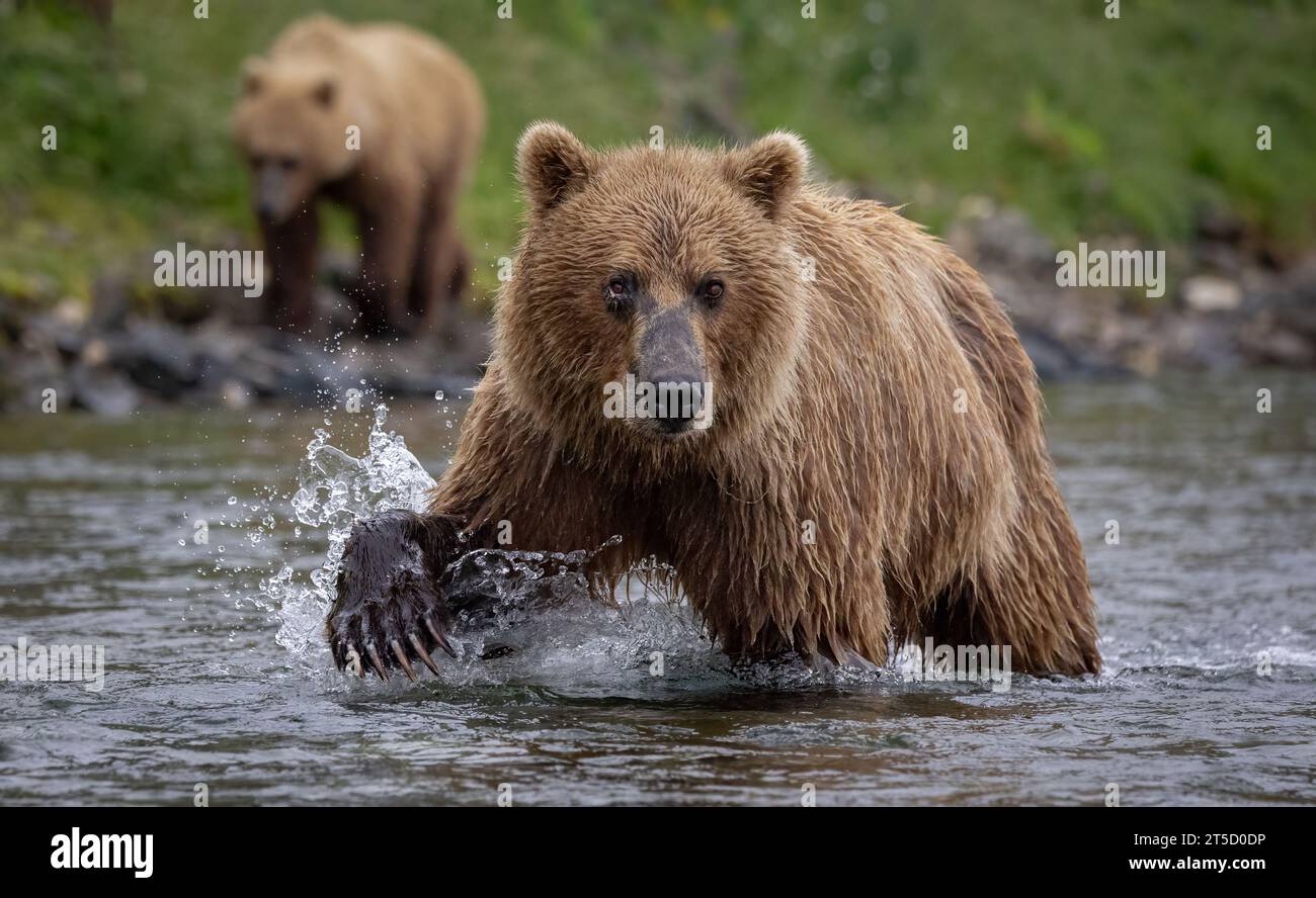 Brown Bear Fishing for Salmon in Alaska Stock Photo - Alamy