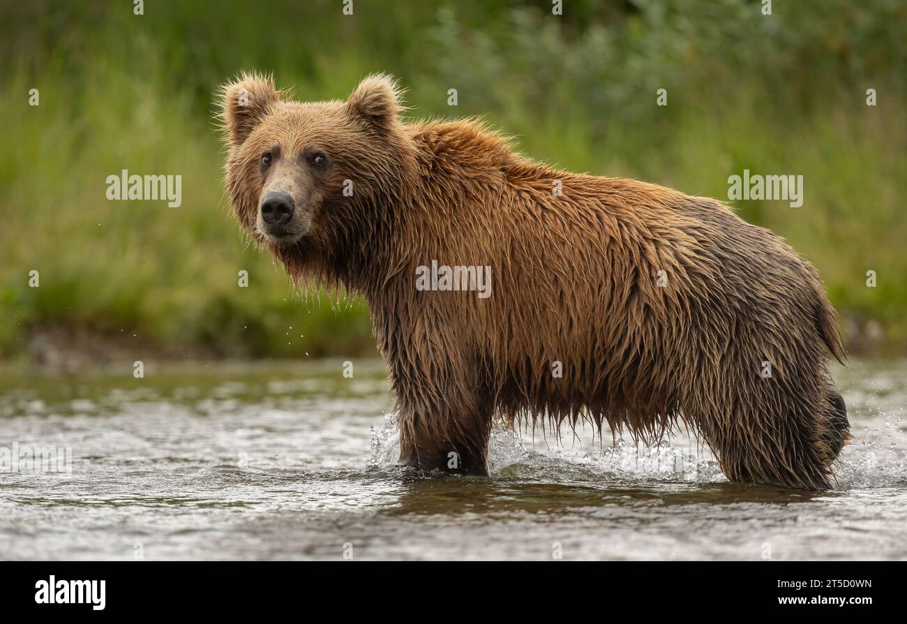 Brown Bear Fishing for Salmon in Alaska Stock Photo - Alamy