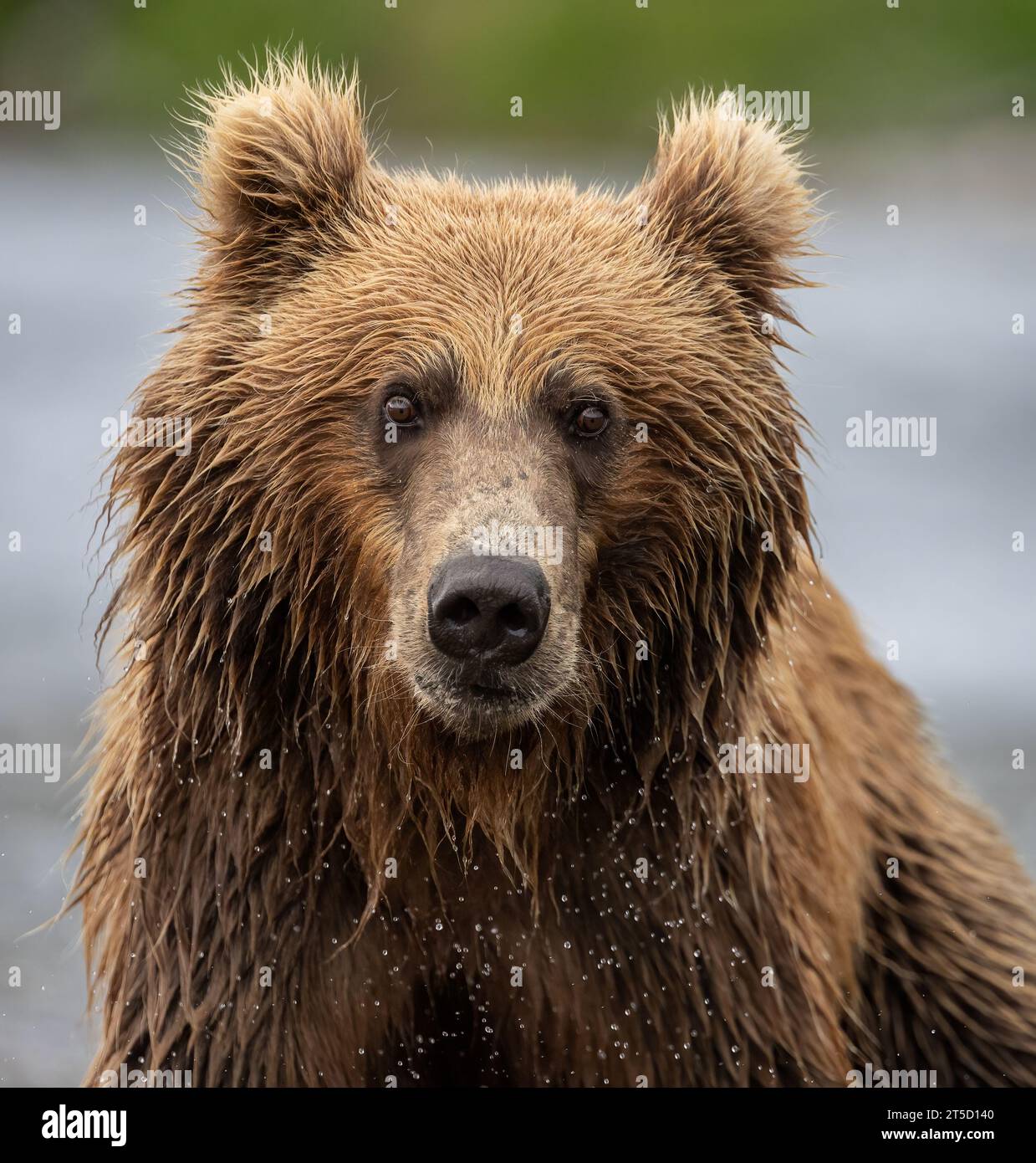 Brown Bear Fishing for Salmon in Alaska Stock Photo - Alamy