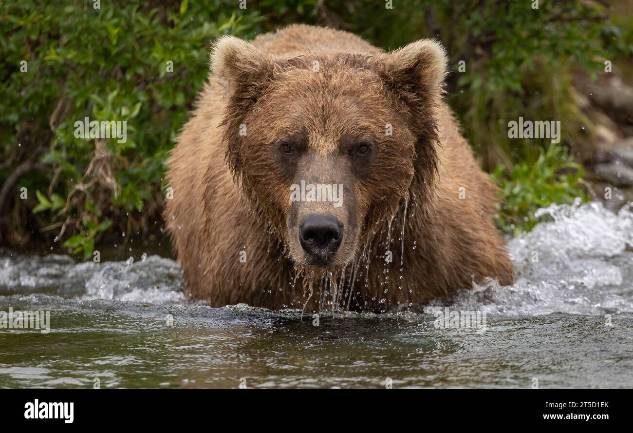 Brown Bear Fishing for Salmon in Alaska Stock Photo