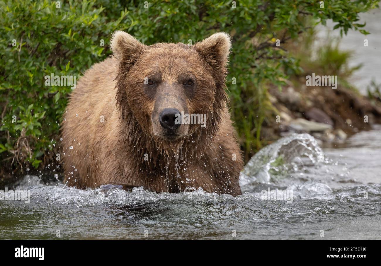 Brown Bear Fishing for Salmon in Alaska Stock Photo