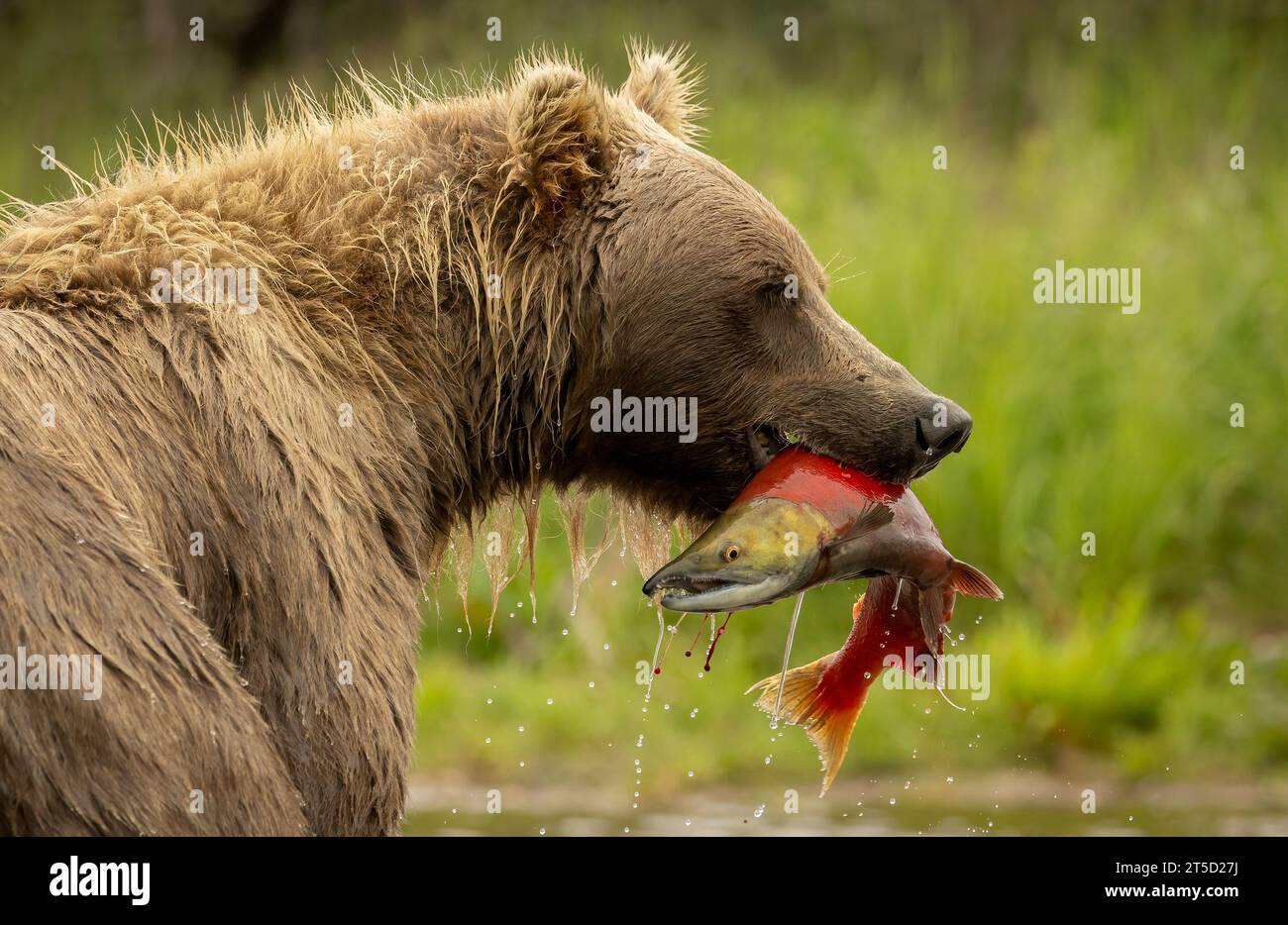 Brown Bear Fishing for Salmon in Alaska Stock Photo - Alamy