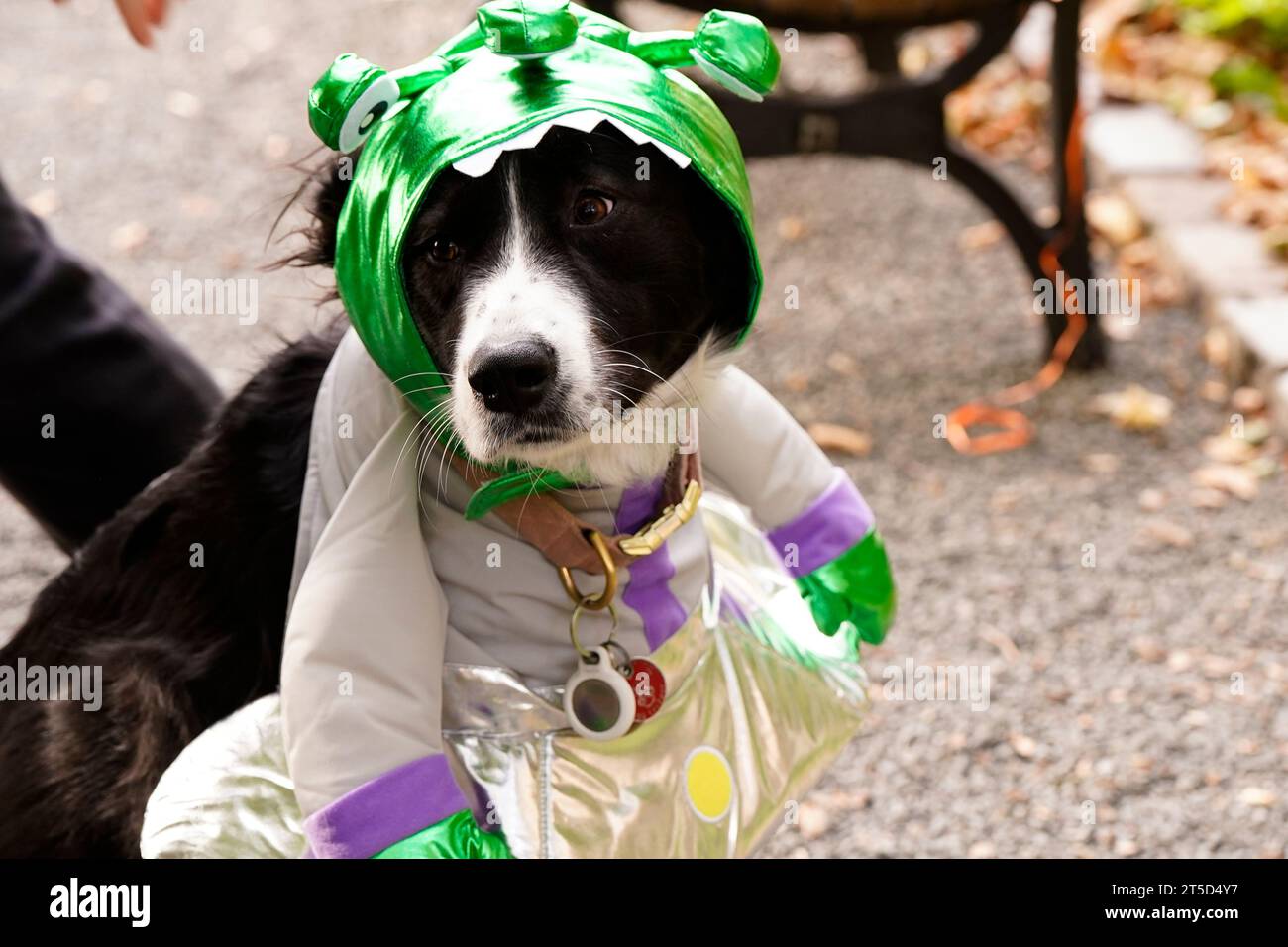 Dog alligator costume hires stock photography and images Alamy
