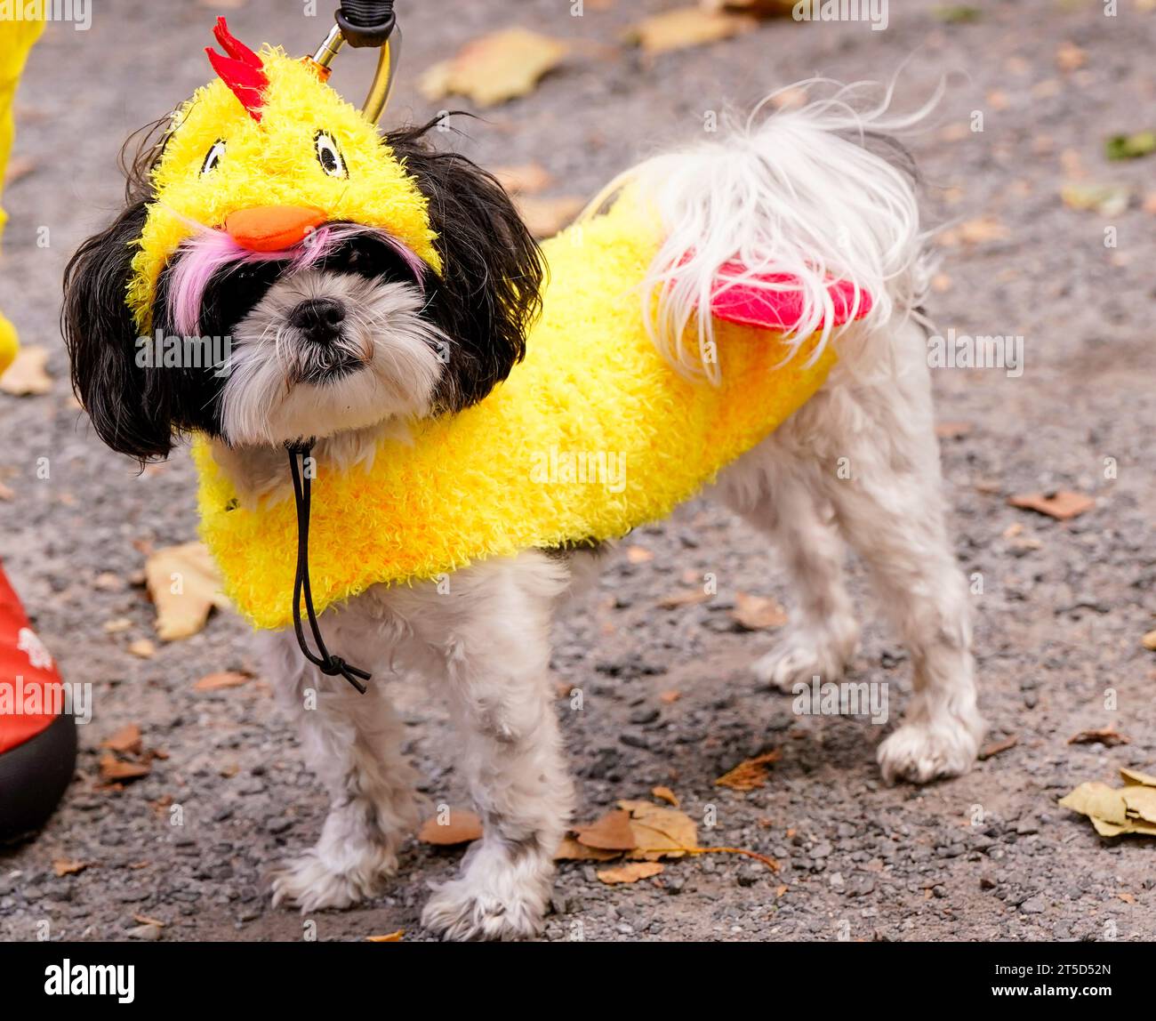 New York, United States. 04th Nov, 2023. New York, USA 11/4/23 The Tudor City Halloween Dog