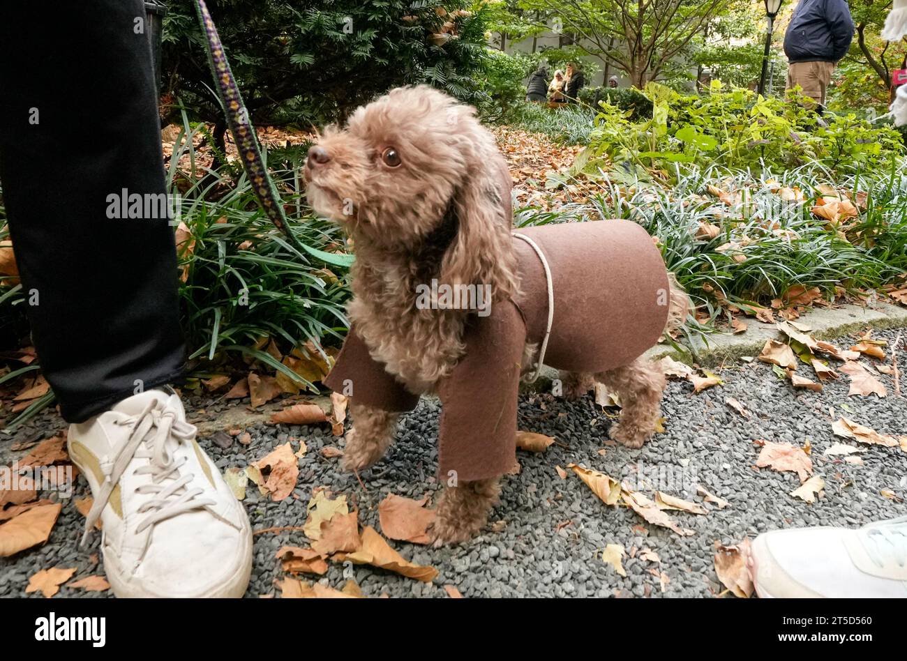 Dog alligator costume hires stock photography and images Alamy