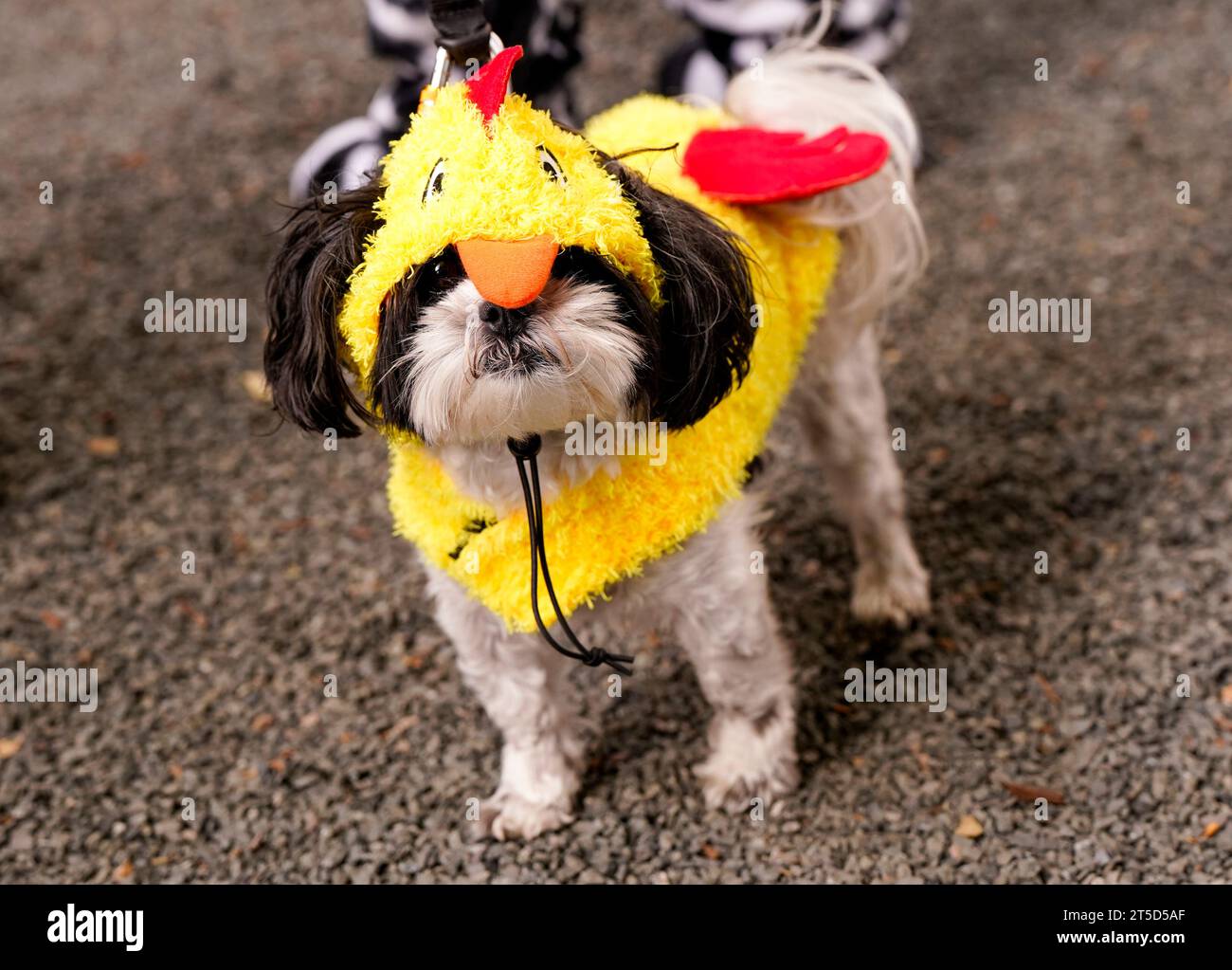 New York, United States. 04th Nov, 2023. New York, USA 11/4/23 The Tudor City Halloween Dog