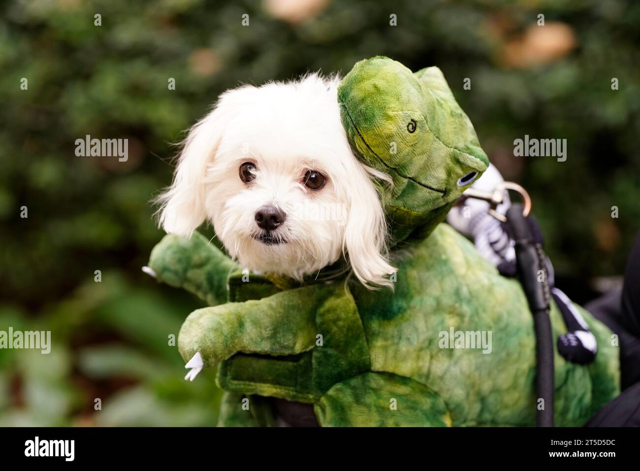 Dog alligator costume hires stock photography and images Alamy