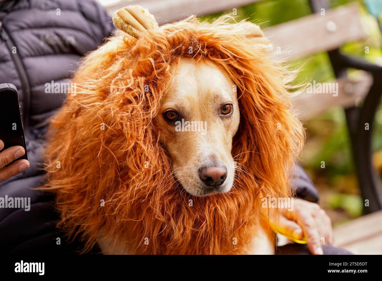 New York, United States. 04th Nov, 2023. New York, USA 11/4/23 The Tudor City Halloween Dog