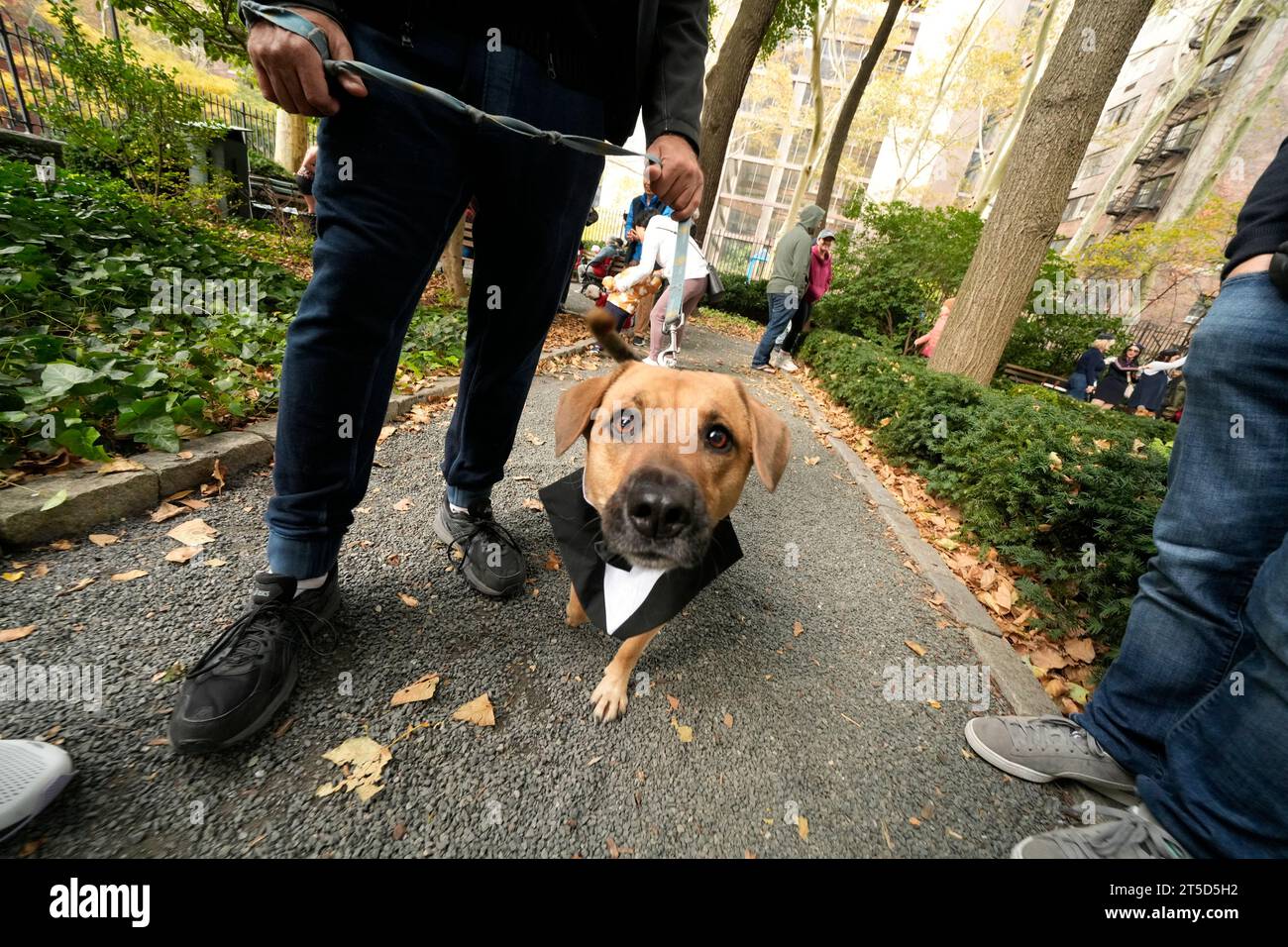 Dog alligator costume hires stock photography and images Alamy