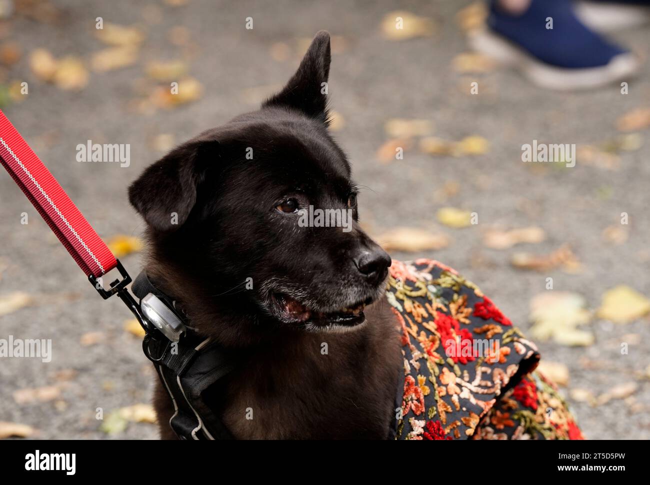 Dog alligator costume hires stock photography and images Alamy