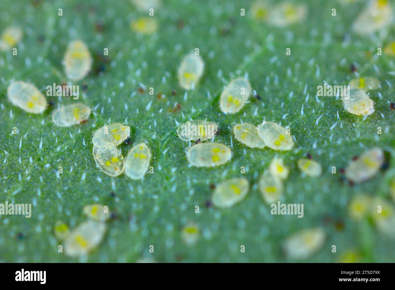 Leaf of a cucumber plant infested by whitefly. Stock Photo