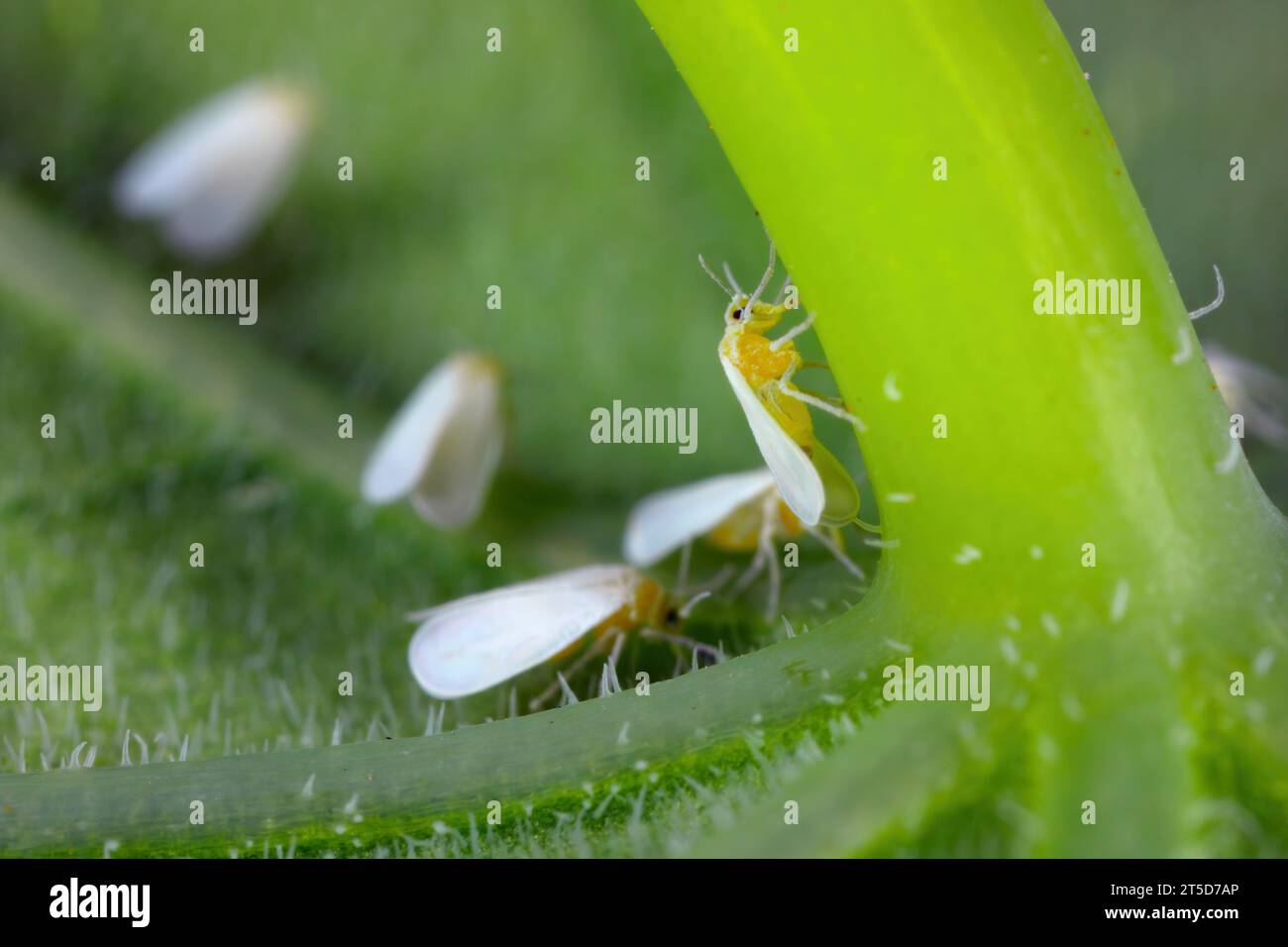 Greenhouse whitefly (Trialeurodes vaporariorum), group feeding and laying eggs on a nasturtium leaf. Stock Photo