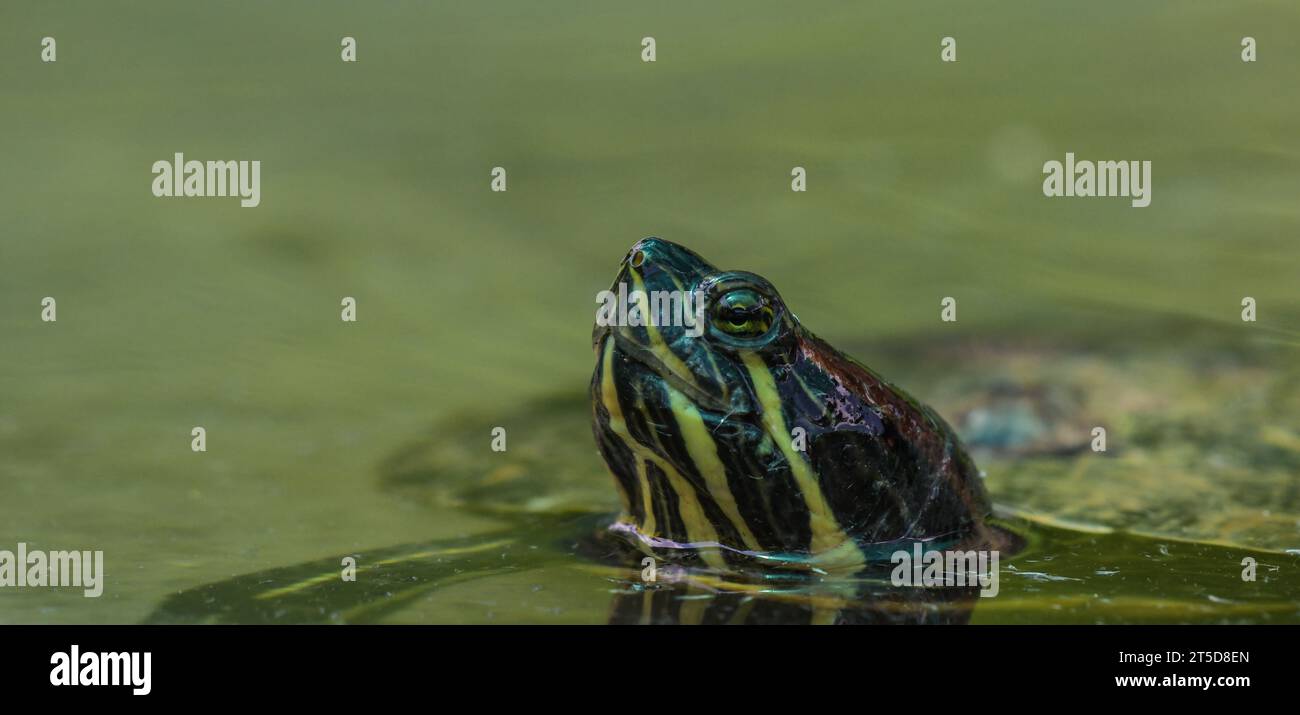Terapent Shell Diamondback terrapin shell hi-res stock photography and images - Alamy