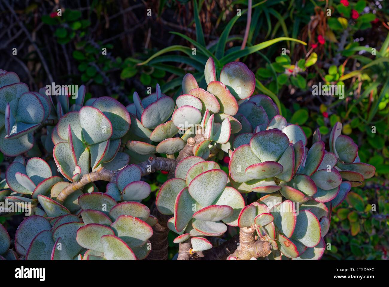 série sur les variétés de plantes grasses et cactus -  series on varieties of succulents and cacti Stock Photo