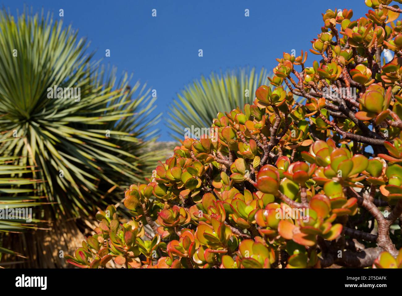 série sur les variétés de plantes grasses et cactus -  series on varieties of succulents and cacti Stock Photo