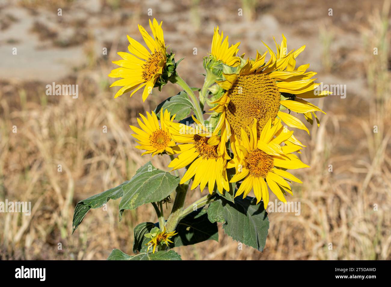 The California sunflower (Helianthus californicus), seen here in the Mojave Desert,  is native to California and Baja California in Mexico. Stock Photo