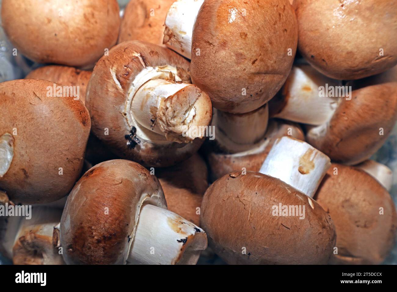 Pilze als Mahlzeit Braune Kulturchampignons zur Verwendung in der Küche *** Mushrooms as a meal Brown cultivated mushrooms for use in the kitchen Credit: Imago/Alamy Live News Stock Photo