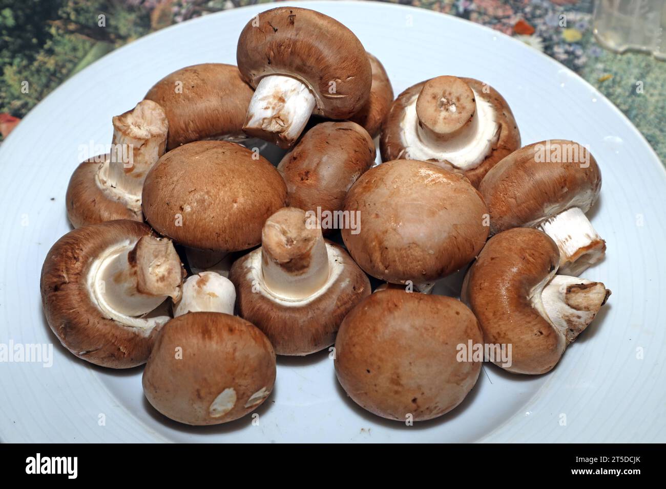 Pilze als Mahlzeit Braune Kulturchampignons zur Verwendung in der Küche *** Mushrooms as a meal Brown cultivated mushrooms for use in the kitchen Credit: Imago/Alamy Live News Stock Photo