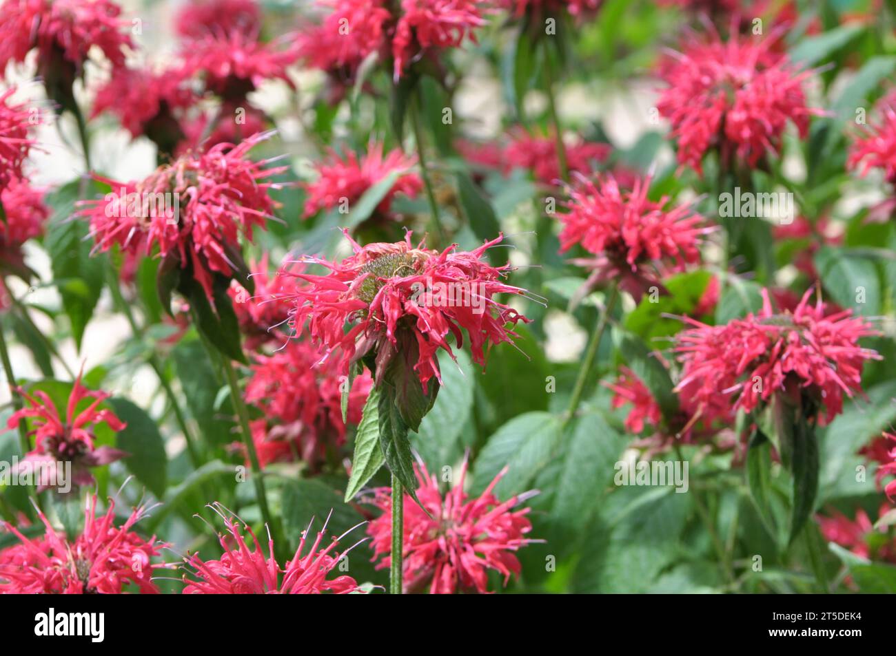 In summer in the garden red flowers in bloom monarda Stock Photo