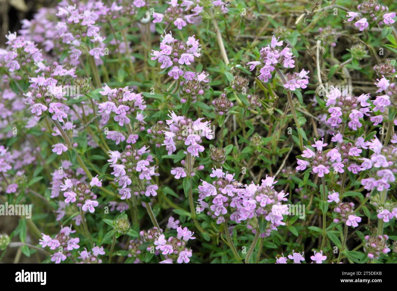 Thyme (Thymus serpyllum) blooms in the wild in summer Stock Photo Alamy