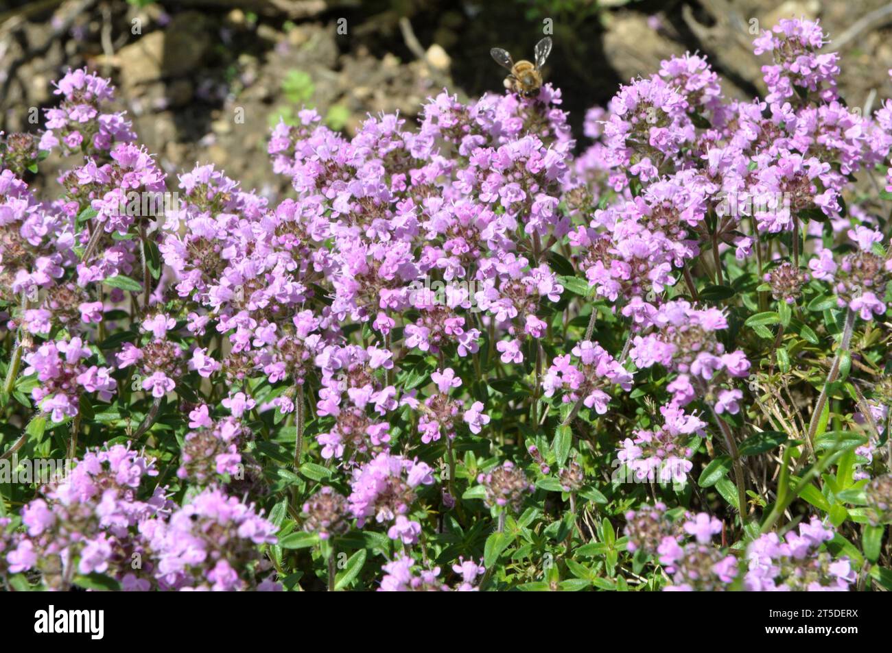 Thyme (Thymus serpyllum) blooms in the wild in summer Stock Photo Alamy
