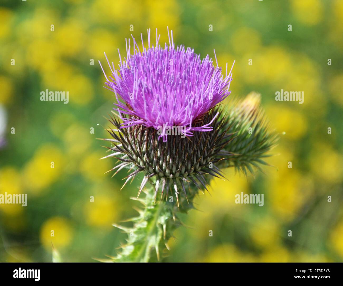 In the meadow of wild herbs blooms thistle (Carduus) . Stock Photo