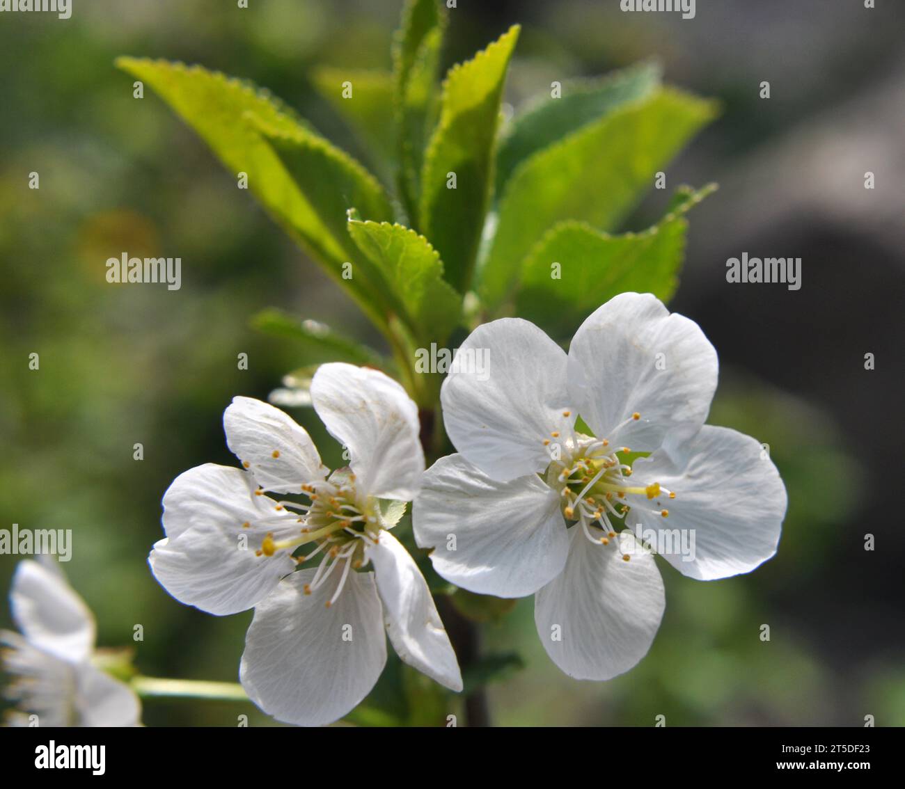 Closeup cherry spring tree hi-res stock photography and images - Alamy