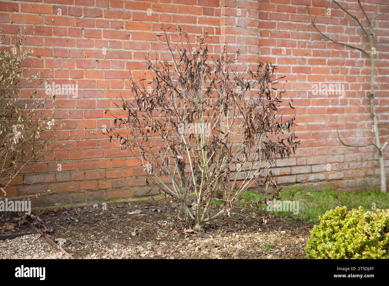 Dead plant due to cold weather. Hebe shrub or bush with frost damage and dead leaves. UK garden in winter Stock Photo