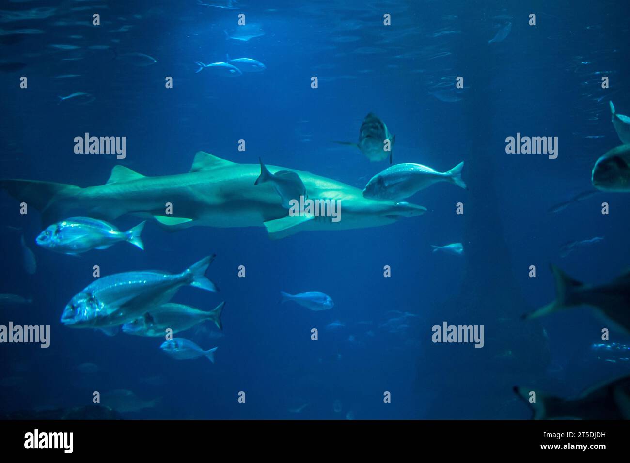 Predator prey food chain hi-res stock photography and images - Alamy