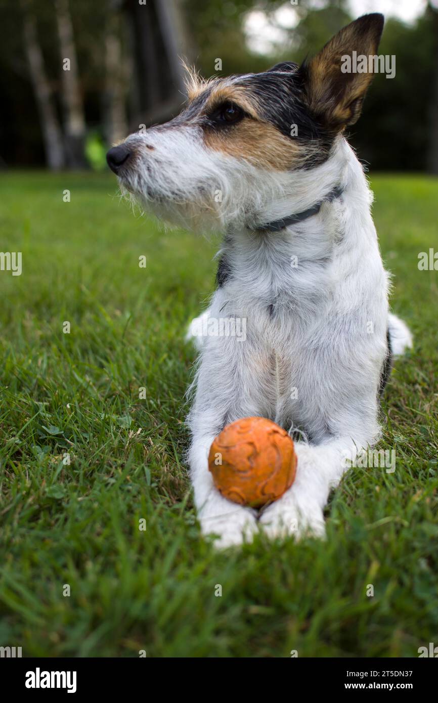 Chien Parson Russell Stock Photo