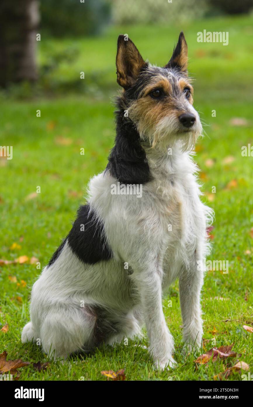 Chien Parson Russell Stock Photo